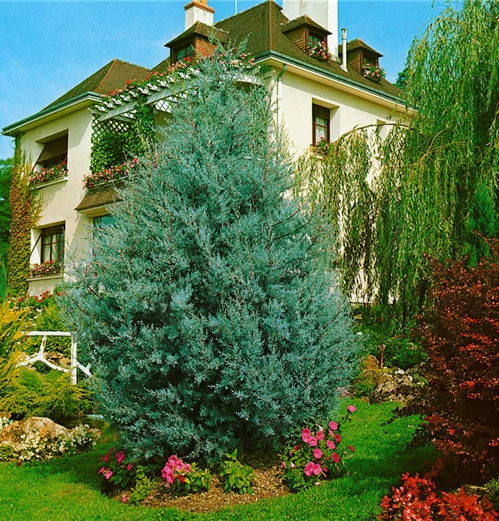 Blaue Arizona-Zypresse 'Glauca' Blaue Arizona-Zypresse 'Glauca'