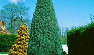 Zum Vergrößern klicken Bildvorschau