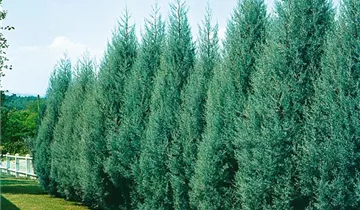 Zum Vergrößern klicken Bildvorschau