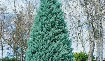 Zum Vergrößern klicken Bildvorschau