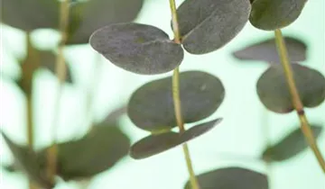 Zum Vergrößern klicken Bildvorschau