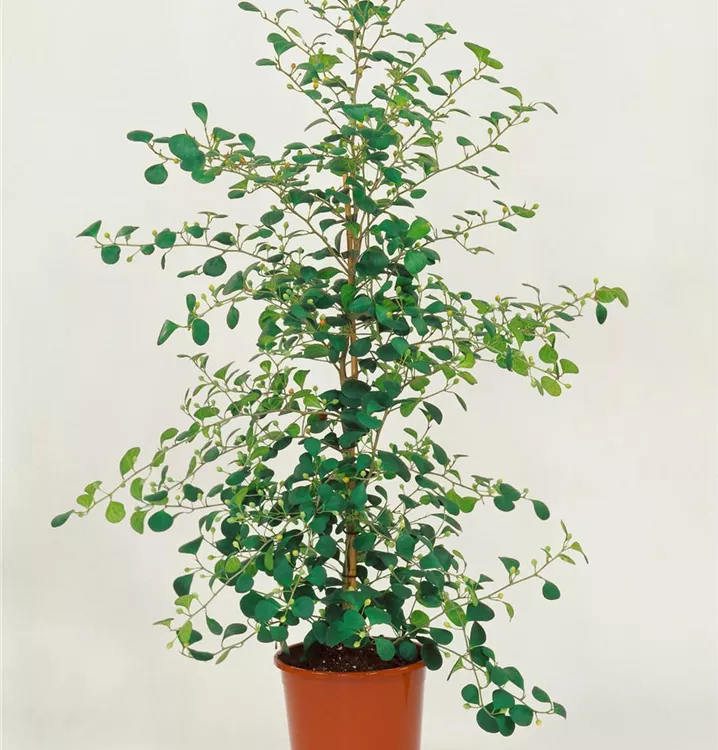 Mistel-Feigenbaum