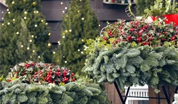 Zum Vergrößern klicken Bildvorschau