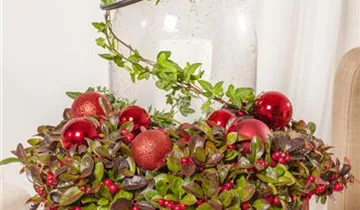 Zum Vergrößern klicken Bildvorschau