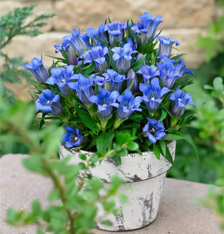 Pyramidaler Garten-Enzian 'Diana' Pyramidaler Garten-Enzian 'Diana'