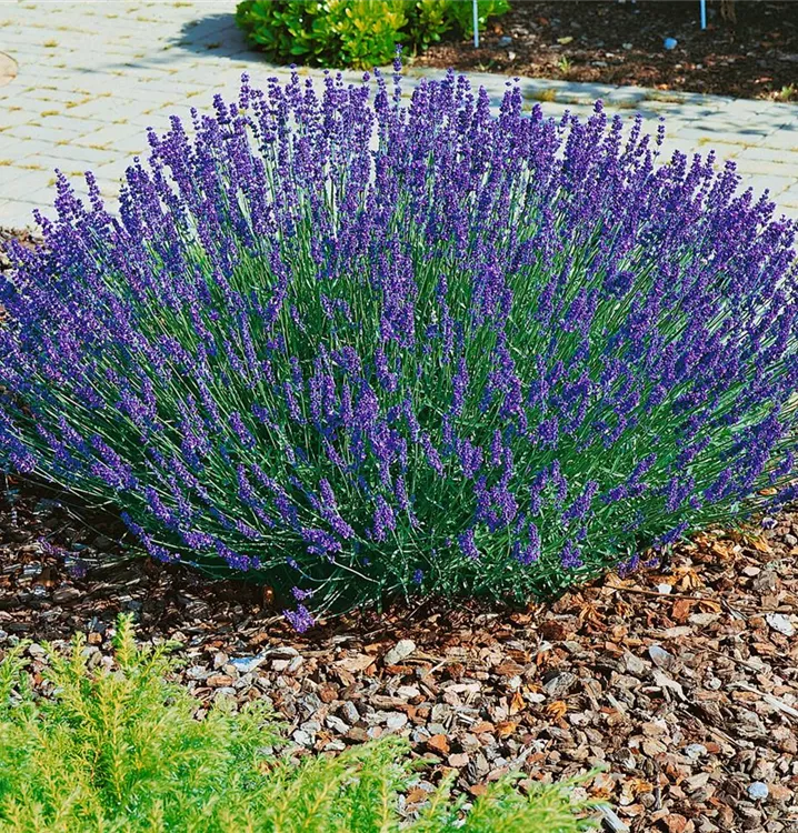 Echter Lavendel 'Hidcote' Echter Lavendel 'Hidcote'