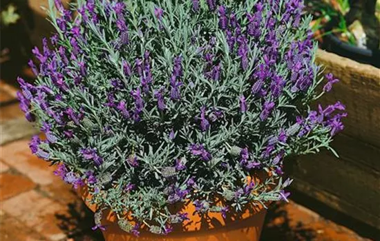 Gezähnter Lavendel Gezähnter Lavendel