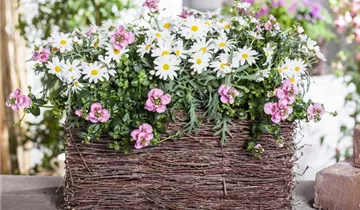 Zum Vergrößern klicken Bildvorschau