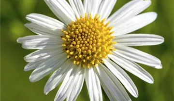 Zum Vergrößern klicken Bildvorschau