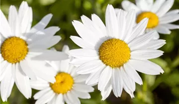 Zum Vergrößern klicken Bildvorschau