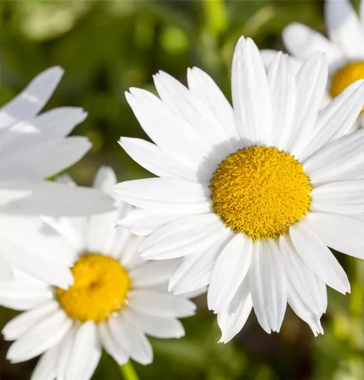 Kleine Margerite Kleine Margerite