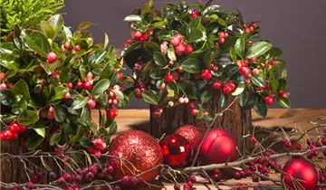 Zum Vergrößern klicken Bildvorschau