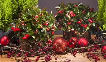 Zum Vergrößern klicken Bildvorschau