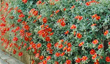 Zum Vergrößern klicken Bildvorschau