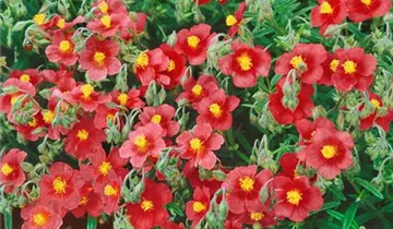 Zum Vergrößern klicken Bildvorschau