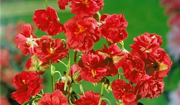 Zum Vergrößern klicken Bildvorschau