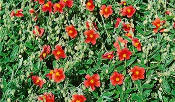 Zum Vergrößern klicken Bildvorschau