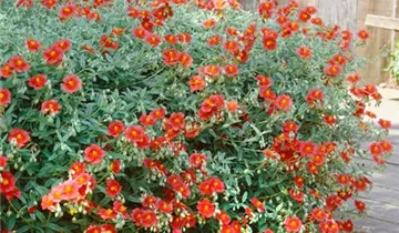 Zum Vergrößern klicken Bildvorschau