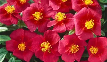 Zum Vergrößern klicken Bildvorschau