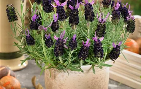 Lavendel Lavendel
