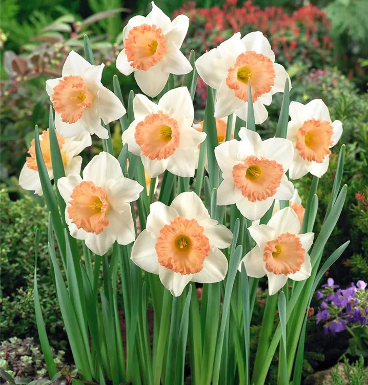 Narzisse 'Pink Lady'