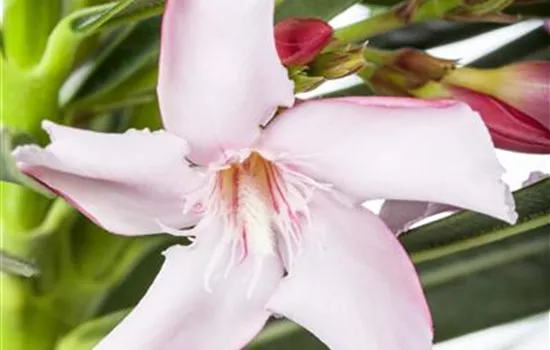 Oleander Oleander
