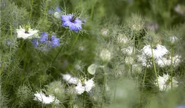 Zum Vergrößern klicken Bildvorschau