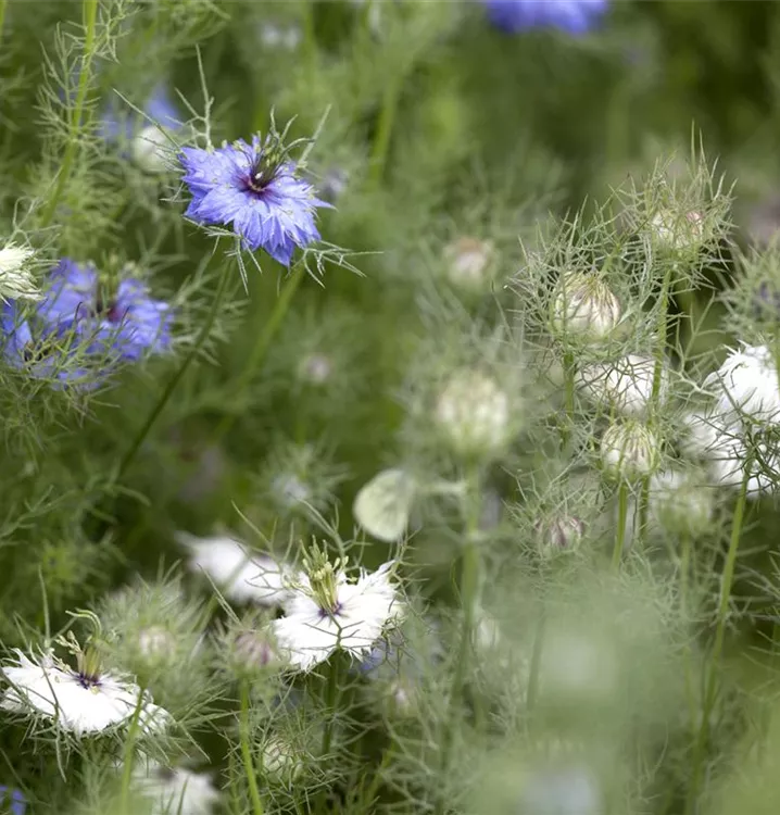 Jungfer im Grünen Jungfer im Grünen