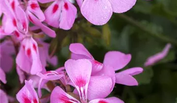 Zum Vergrößern klicken Bildvorschau