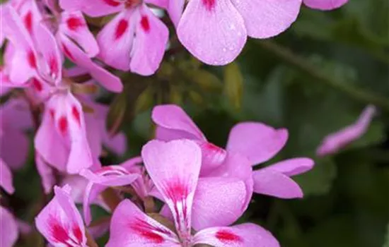 Zitronen-Geranie 'Citriodorum' Zitronen-Geranie 'Citriodorum'