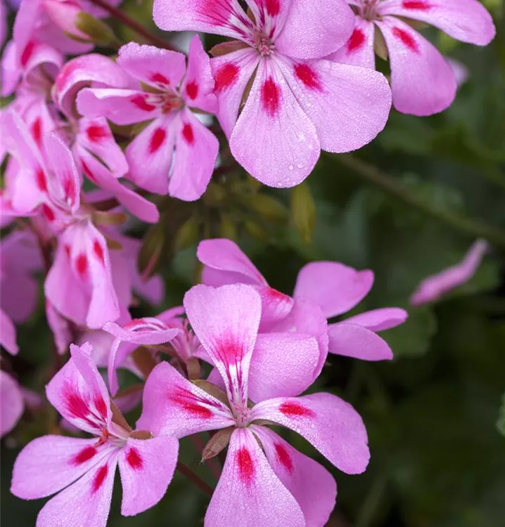 Zitronen-Geranie 'Citriodorum' Zitronen-Geranie 'Citriodorum'