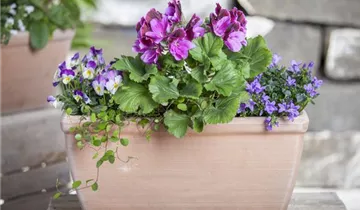 Zum Vergrößern klicken Bildvorschau