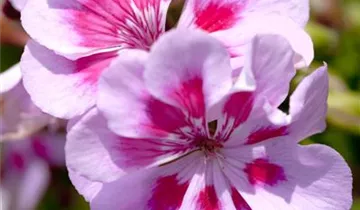 Zum Vergrößern klicken Bildvorschau