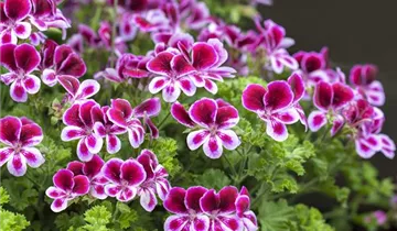 Zum Vergrößern klicken Bildvorschau