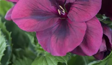 Zum Vergrößern klicken Bildvorschau