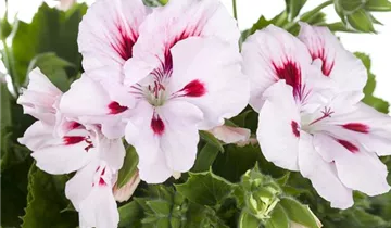 Zum Vergrößern klicken Bildvorschau