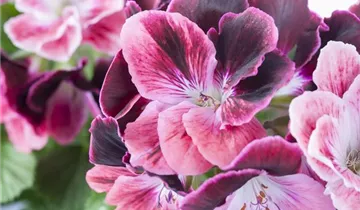 Zum Vergrößern klicken Bildvorschau