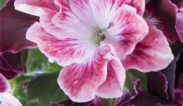 Zum Vergrößern klicken Bildvorschau