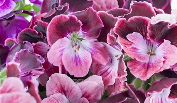 Zum Vergrößern klicken Bildvorschau