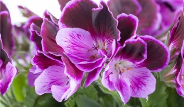 Zum Vergrößern klicken Bildvorschau