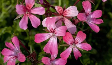 Zum Vergrößern klicken Bildvorschau