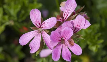 Zum Vergrößern klicken Bildvorschau