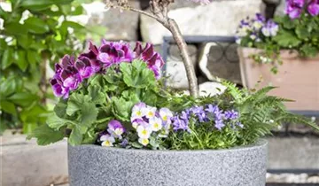 Zum Vergrößern klicken Bildvorschau