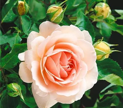 Strauchrose 'Clair Renaissance'®