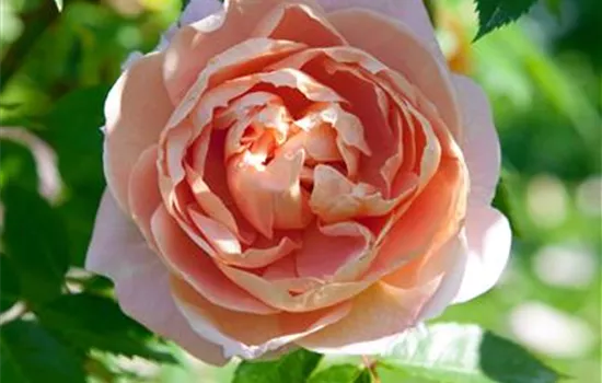 Strauchrose 'Colette'®